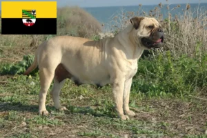 Read more about the article Crescători de Bullmastiff și căței în Saxonia-Anhalt