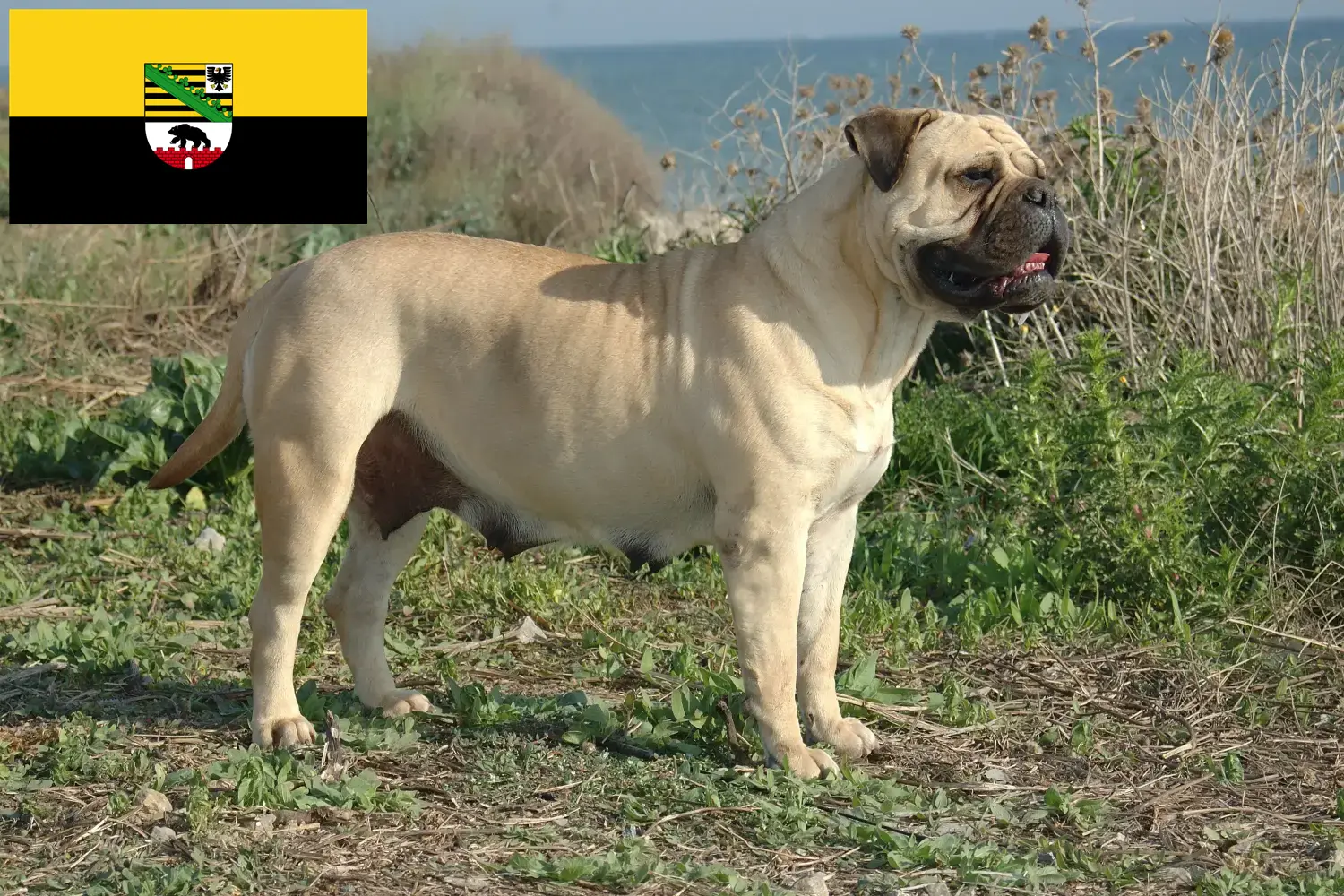 Read more about the article Crescători de Bullmastiff și căței în Saxonia-Anhalt