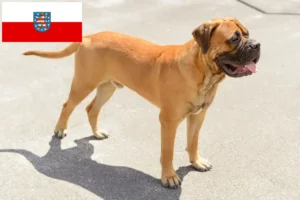 Read more about the article Crescători de Bullmastiff și căței în Thuringia