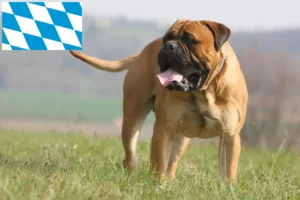 Read more about the article Crescători de Bullmastiff și căței în Bavaria