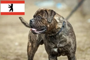 Read more about the article Bullmastiff crescători și căței în Berlin