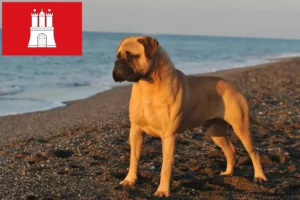 Read more about the article Bullmastiff crescători și căței în Hamburg
