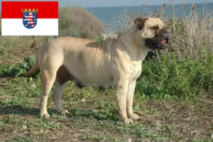 Read more about the article Bullmastiff crescători și căței în Hessen