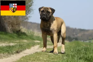 Read more about the article Crescători de Bullmastiff și căței în Saarland