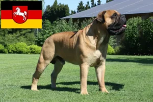 Read more about the article Crescători de Bullmastiff și căței în Saxonia Inferioară
