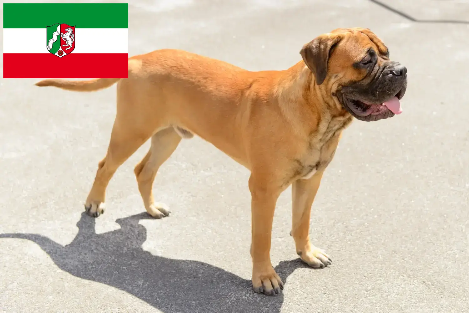 Bullmastiff căței și crescători de Bullmastiff Renania de Nord-Westfalia Aici puteți găsi crescători de Bullmastiff în Renania de Nord-Westfalia.