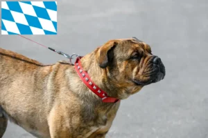 Read more about the article Ca de Bou crescători și căței în Bavaria