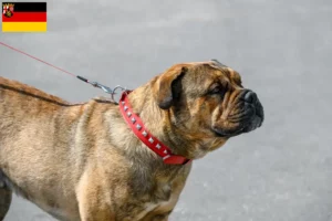 Read more about the article Ca de Bou crescători și căței în Renania-Palatinat