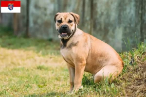 Read more about the article Ca de Bou crescători și căței în Hessen