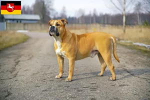 Read more about the article Ca de Bou crescători și căței în Saxonia Inferioară