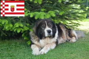 Read more about the article Ciobanesc caucazian Ciobanesc Dog Breeder și căței în Bremen