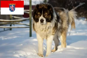 Read more about the article Ciobanesc Caucazian Ciobanesc Dog Breeder și cățeluși în Hesse