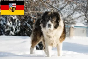 Read more about the article Ciobanesc Caucazian Ciobanesc Dog Breeder și cățeluși în Saarland