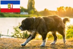 Read more about the article Ciobanesc caucazian Ciobanesc Dog Breeder și căței în Schleswig-Holstein