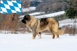 Read more about the article Ciobănesc Caucazian Câine de crescătorie și cățeluși în Bavaria