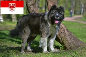 Read more about the article Ciobanesc Caucazian Ciobanesc Dog Breeder și Cățeluși în Brandenburg