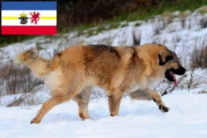 Read more about the article Ciobanesc Caucazian Ciobanesc Câine Breeder și căței în Mecklenburg-Vorpommern
