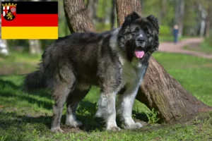 Read more about the article Ciobanesc Caucazian Ciobanesc Câine de crescătorie și căței în Renania-Palatinat