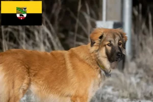 Read more about the article Ciobanesc Caucazian Ciobanesc Dog Breeder și Cățeluși în Saxonia-Anhalt
