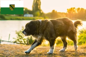 Read more about the article Ciobanesc Caucazian Ciobanesc Dog Breeder și Cățeluși în Saxonia