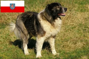 Read more about the article Ciobanesc Caucazian Ciobanesc Dog Breeder și Cățeluși în Thuringia