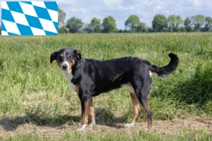Read more about the article Appenzell Mountain Dog Breeder și Cățeluși în Bavaria