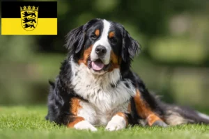 Read more about the article Bernese Mountain Dog Breeder și cățeluși în Baden-Württemberg