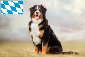 Read more about the article Bernese Mountain Dog Breeder și cățeluși în Bavaria