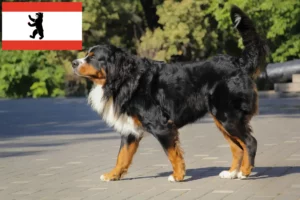 Read more about the article Bernese Mountain Dog Breeder și cățeluși în Berlin