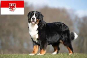 Read more about the article Bernese Mountain Dog Breeder și cățeluși în Brandenburg