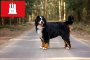 Read more about the article Bernese Mountain Dog Breeder și cățeluși în Hamburg