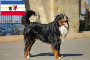 Read more about the article Bernese Mountain Dog Breeder și cățeluși în Mecklenburg-Vorpommern