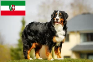 Read more about the article Bernese Mountain Dog Breeder și cățeluși în Renania de Nord-Westfalia
