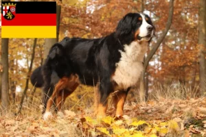 Read more about the article Bernese Mountain Dog Breeder și cățeluși în Renania-Palatinat