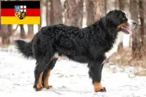 Read more about the article Bernese Mountain Dog Breeder și cățeluși în Saarland
