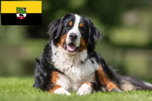 Read more about the article Bernese Mountain Dog Breeder și cățeluși în Saxonia-Anhalt