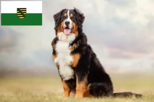 Read more about the article Bernese Mountain Dog Breeder și cățeluși în Saxonia
