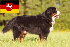 Read more about the article Bernese Mountain Dog Breeder și cățeluși în Saxonia Inferioară