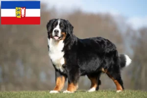 Read more about the article Bernese Mountain Dog Breeder și cățeluși în Schleswig-Holstein