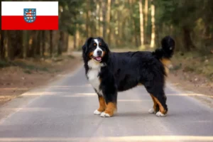Read more about the article Bernese Mountain Dog Breeder și cățeluși în Thuringia