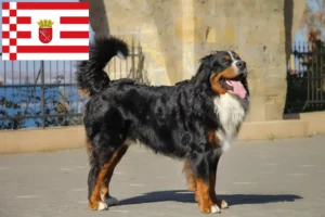 Read more about the article Bernese Mountain Dog Breeder și cățeluși în Bremen