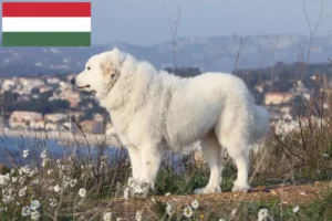 Read more about the article Câine de Munte Pirineu de Munte Crescător și Cățeluși în Ungaria