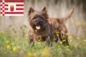 Read more about the article Cairn Terrier crescători și căței în Bremen