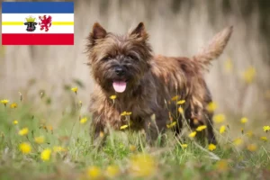 Read more about the article Cairn Terrier crescători și căței în Mecklenburg-Vorpommern