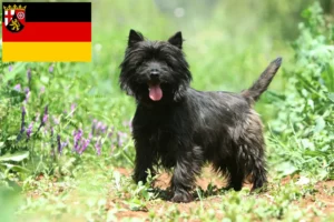 Read more about the article Cairn Terrier crescători și căței în Renania-Palatinat
