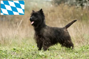 Read more about the article Cairn Terrier crescători și căței în Bavaria