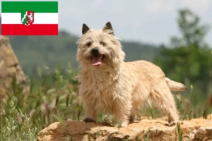 Read more about the article Cairn Terrier crescători și căței în Renania de Nord-Westfalia