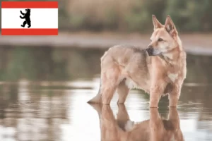 Read more about the article Canaan Dog Breeder și cățeluși în Berlin