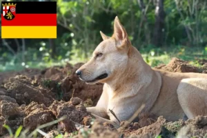 Read more about the article Canaan crescători de câini și căței în Renania-Palatinat