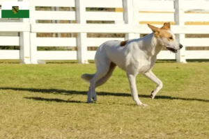 Read more about the article Canaan Dog Breeder și cățeluși în Saxonia